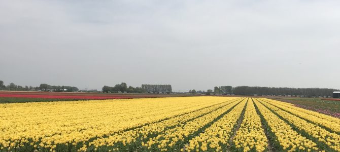 Einkaufen… und Tulpen Einkaufen… und Tulpen