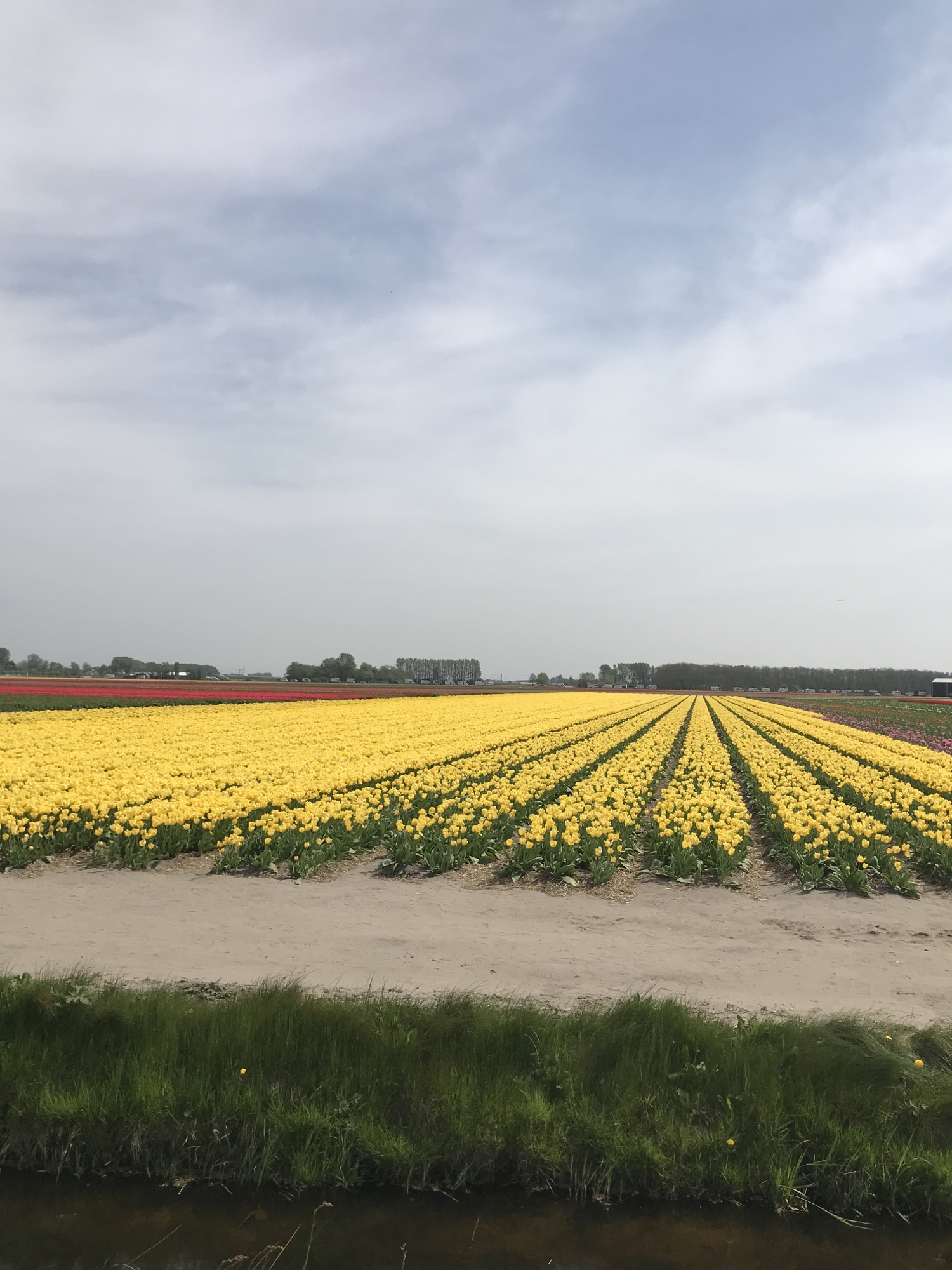 Einkaufen… und Tulpen