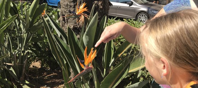 Málaga- die Stadt der Fliegen Málaga- die Stadt der Fliegen