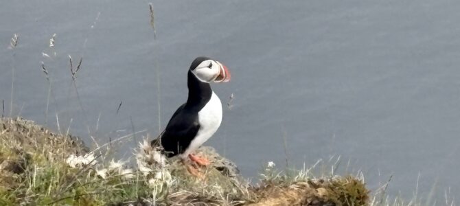 Puffins und Húsavík
