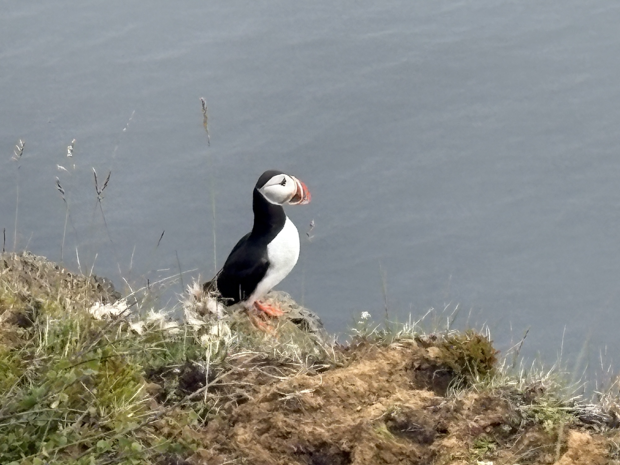 Puffins und Húsavík Puffins und Húsavík