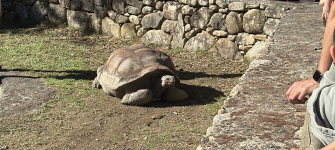 Jede Menge Schildkröten