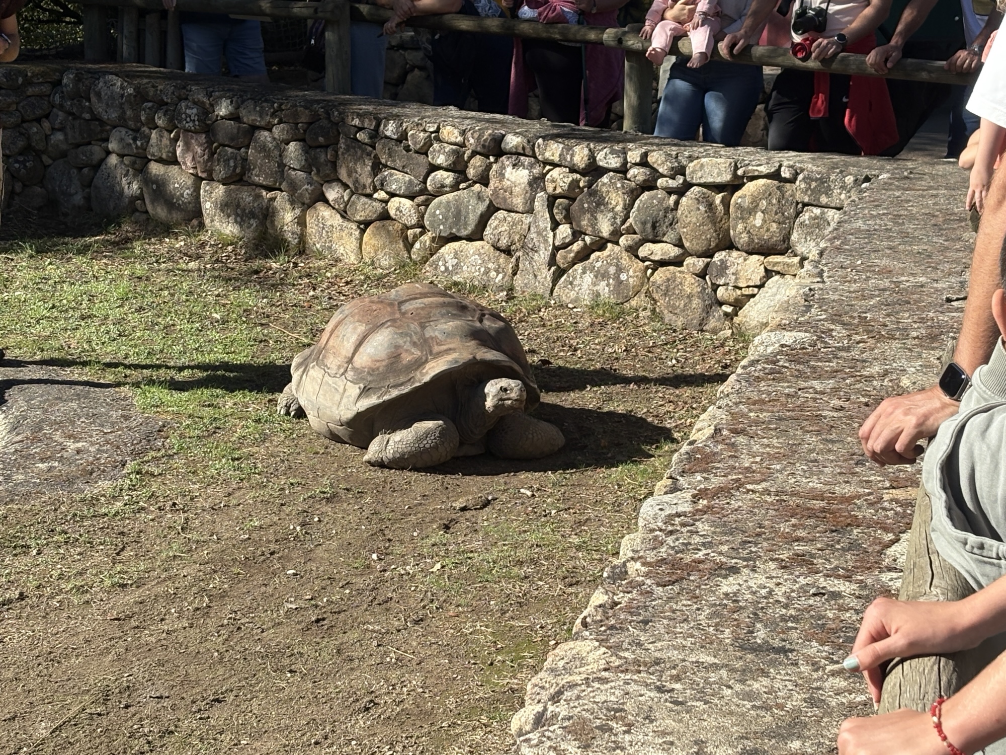 Jede Menge Schildkröten Jede Menge Schildkröten